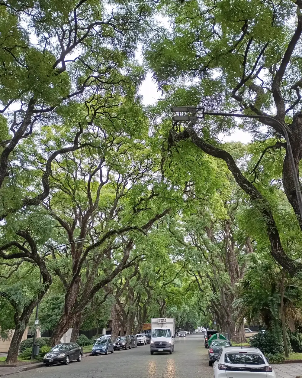 A street under a tunnel of green trees in Belgrano R